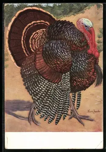 Künstler-AK sign. Kurt Zander: Amerikanischer Bronze-Puthahn