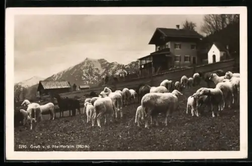 AK Pfeifferalm, Schafe auf der Weide