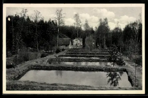 AK Oberursel, Forellen-Gut Taunus, Restaurant u. Café Herzberger, Forellen an der Quelle