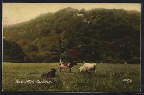 AK Dorking, Box Hill