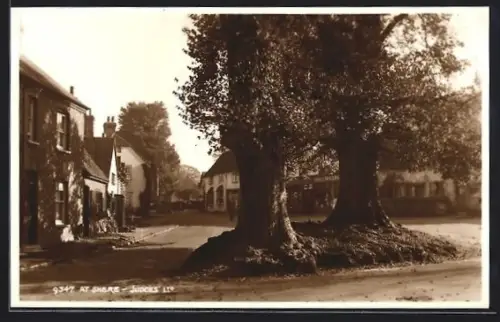AK Shere, Strassenpartie mit zwei grossen Bäumen