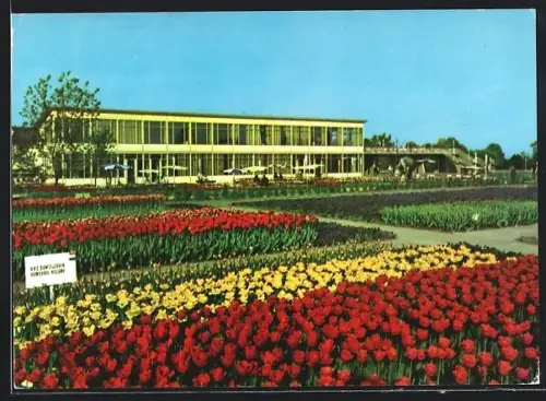 AK Erfurt, International Gartenbauaustellung der DDR, Blumenbeet