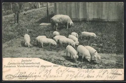 AK Hannover, Deutsche Landwirtschaftsgesellschaft, Siebzehnte Wanderausstellung 1903, Schweine