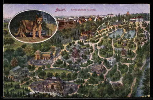AK Basel, Panorma vom Zoologischen Garten mit Puma