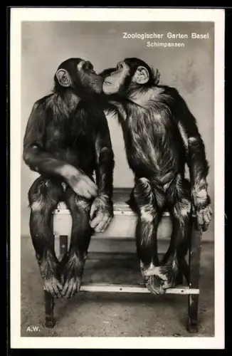 AK Basel, Schimpansen im Zoologischen Garten