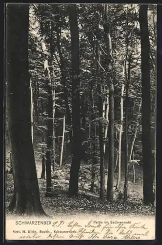 AK Schwarzenbek, Partie im Sachsenwald