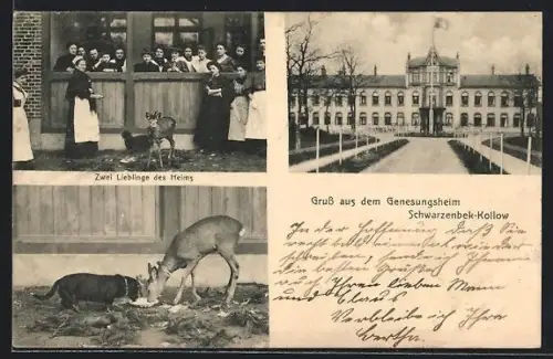 AK Schwarzenbek-Kollow, Genesungsheim, Aussenansicht, Reh und Hund an einer Wasserschale