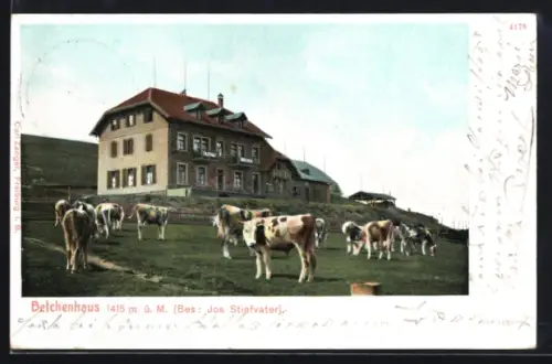 AK Belchenhaus, Gasthaus Belchenhaus, Inh. Jos. Stiefvater, mit Kühen