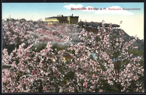 AK Werder a. H., Baumblüte, Restaurant Bismarckhöhe