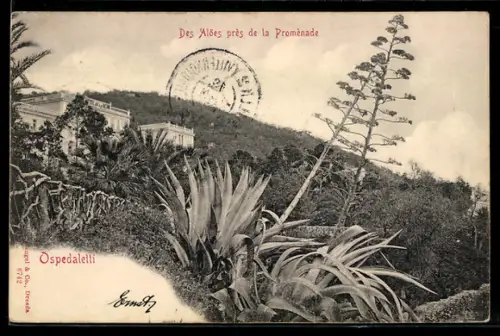 AK Ospedaletti, des Alöes près de la Promenade