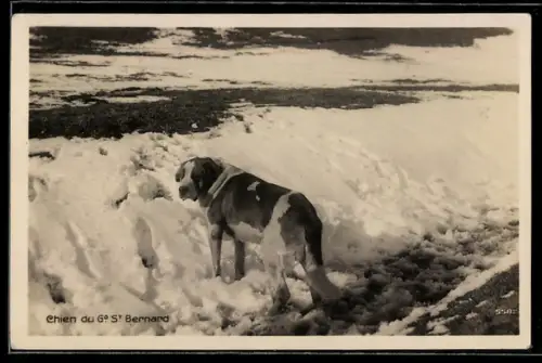 AK Bernhardiner im Schnee