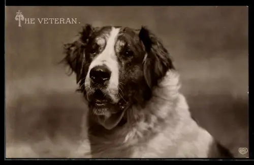 AK Aufmerksam schauender Bernhardiner