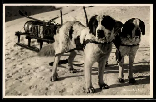 AK Bernhardinerhunde vom Oberalpsee vor einen Schlitten gespannt