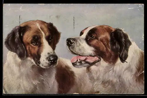 AK Bernhardiner mit glänzendem Fell