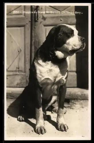 AK Hospice du Grand St-Bernard Bary, Bernhardiner vor einer Haustür