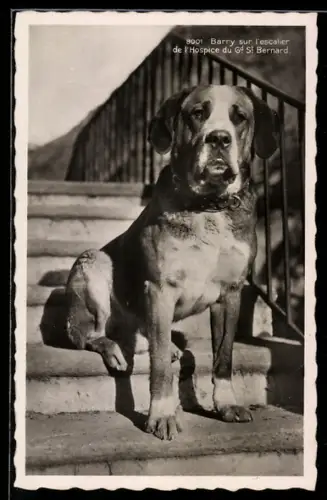 AK Bernhardiner Barry auf der Treppe des Hospiz auf dem grossen St. Bernhard