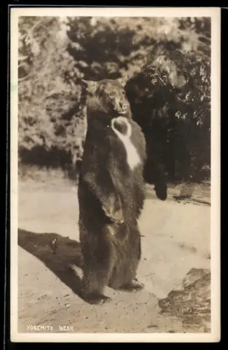 AK Yosemite Bär steht auf zwei Pfoten