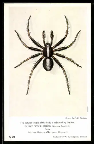 AK Dusky Wolf Spider / Trauerwolfsspinne (Lycosa lugubris), Male