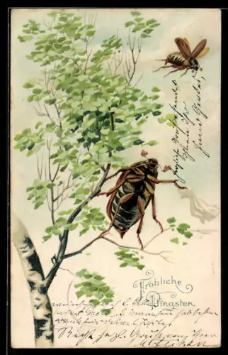 AK Maikäfer schwirren um eine Birke herum