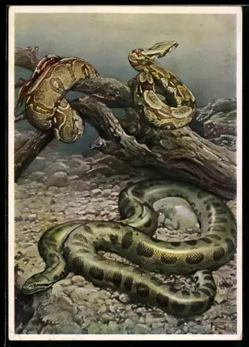 Künstler-AK Berliner Aquarium, Boa Constrictor und Anaconda