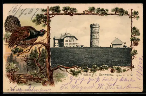 Passepartout-Lithographie Feldberg /Schwarzw., Gasthaus zum Feldbergturm, Auerhahn