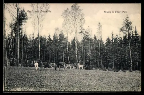 AK Aumühle, Hirsche in Ottens Park