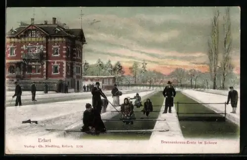 AK Erfurt, Brunnenkresse-Ernte im Schnee