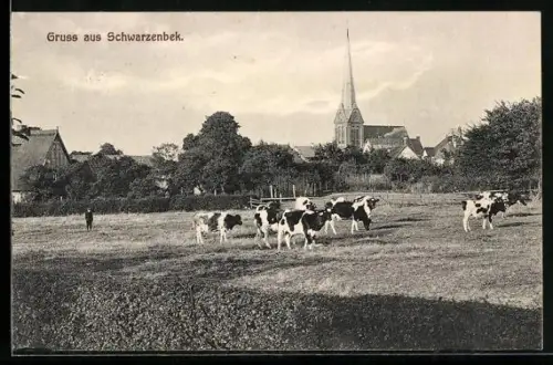 AK Schwarzenbek, Weidende Kühe mit Kirche im Hintergrund