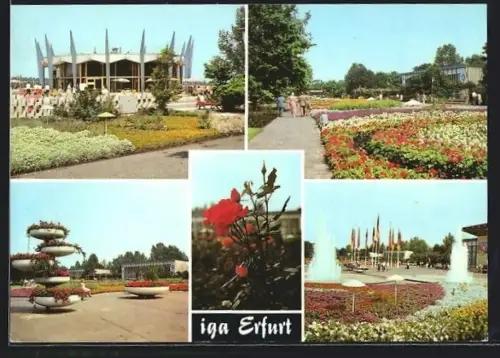 AK Erfurt, Internationale Gartenausstellung-iga, versch. Ansichten
