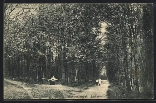 AK Schwarzenbek, Sachsenwald, Waldweg