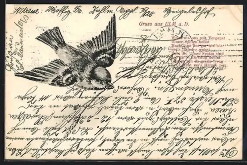 AK Ulm a. D., Schwalbe mit Zweig im Schnabel, Gedicht