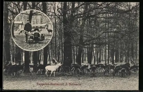 AK Hannover-Kirchrode, Tiergarten-Restaurant J. Schwarze, Damwild im Tiergarten