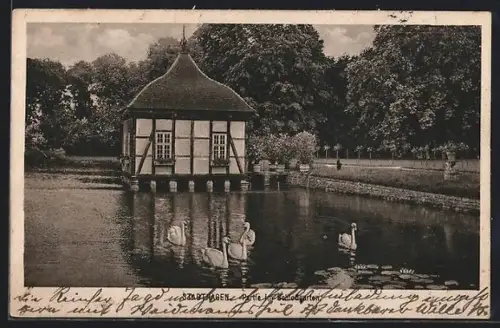 AK Stadthagen, Schlossgarten, Teich mit Schwänen