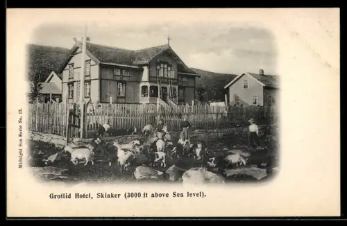 AK Grotli, Skiaker with goats