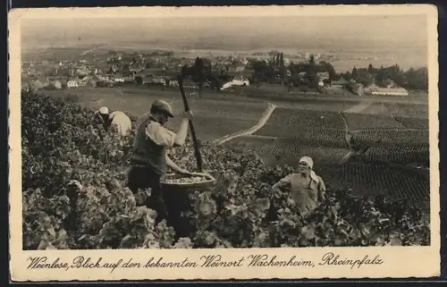AK Wachenheim, Weinlese, Blick auf den bekannten Weinort