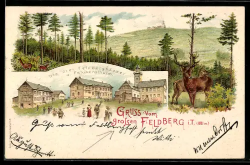 Lithographie Feldberg i. T., die drei Feldberghäuser mit Feldbergturm, Waldidyll mit Hirschen und Rehen