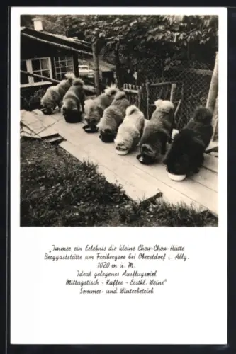 AK Oberstdorf i. Allgäu, Berggaststätte kleine Chow-Chow-Hütte, Chow-Chow-Hunde