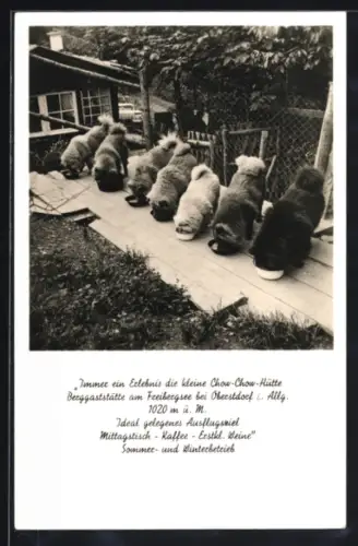 AK Oberstdorf i. Allgäu, Berggaststätte Chow-Chow-Hütte am Freibergsee, Chow-Chows an ihren Futternäpfen