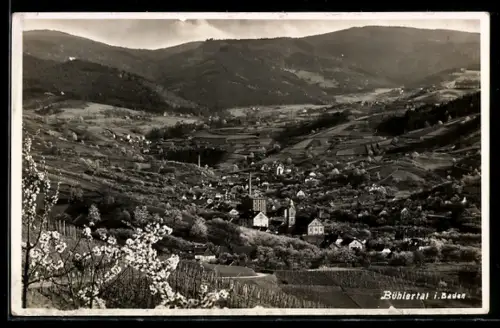 AK Bühlertal i. Baden, Ortsansicht im Tal mit Kirche und umliegenden Weinbergen