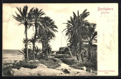 AK Bordighera, Palmiers