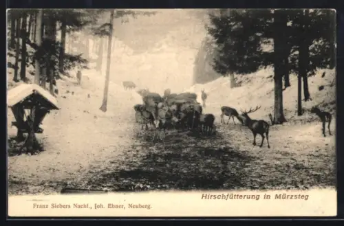AK Mürzsteg, Hirschfütterung im Winter
