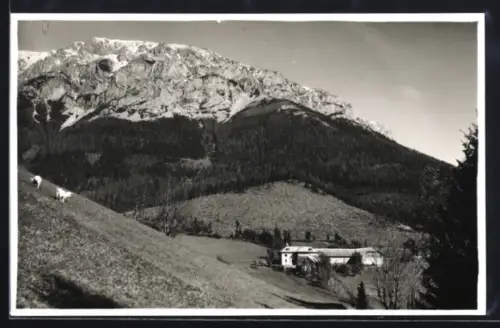 AK Neuberg an der Mürz, Almgasthof Moassa mit Kühen