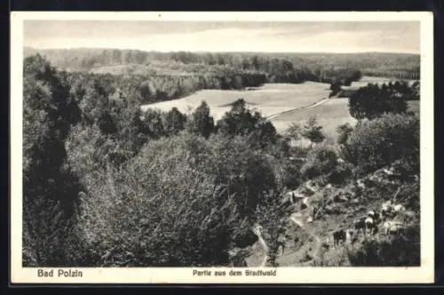 AK Bad Polzin, Partie aus dem Stadtwald