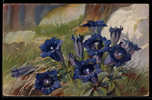 Künstler-AK A.Haller: Eisenhut erblüht neben einem Stein