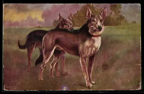 Künstler-AK Zwei Schäferhunde