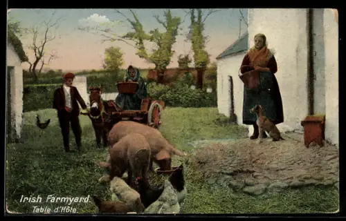 AK Irish Farmyard, Schweine bei der Fütterung