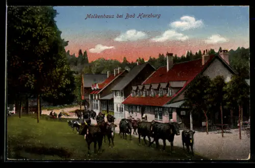 AK Bad Harzburg, Molkenhaus, Viehtrieb vor dem Gebäude