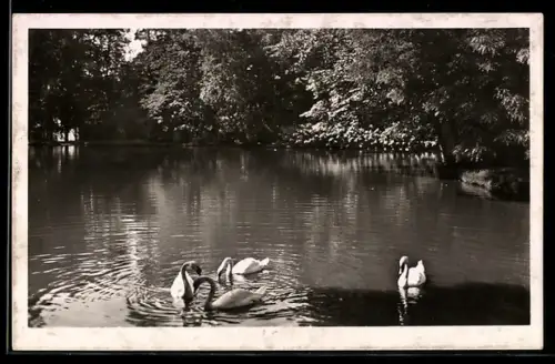 AK Meiningen i. Thür., Partie im Theaterpark, Teich mit Schwänen