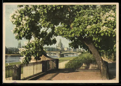 AK Dresden, Elbufer mit Blick auf Frauenkirche und Augustusbrücke