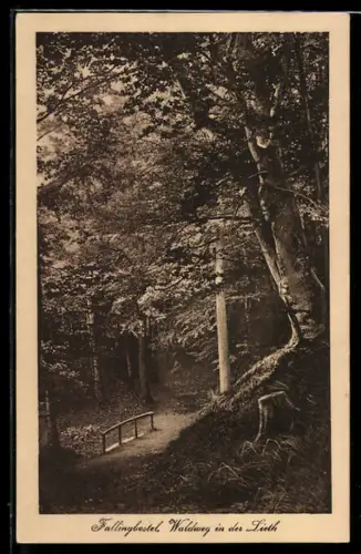 AK Fallingbostel, Waldweg in der Lieth